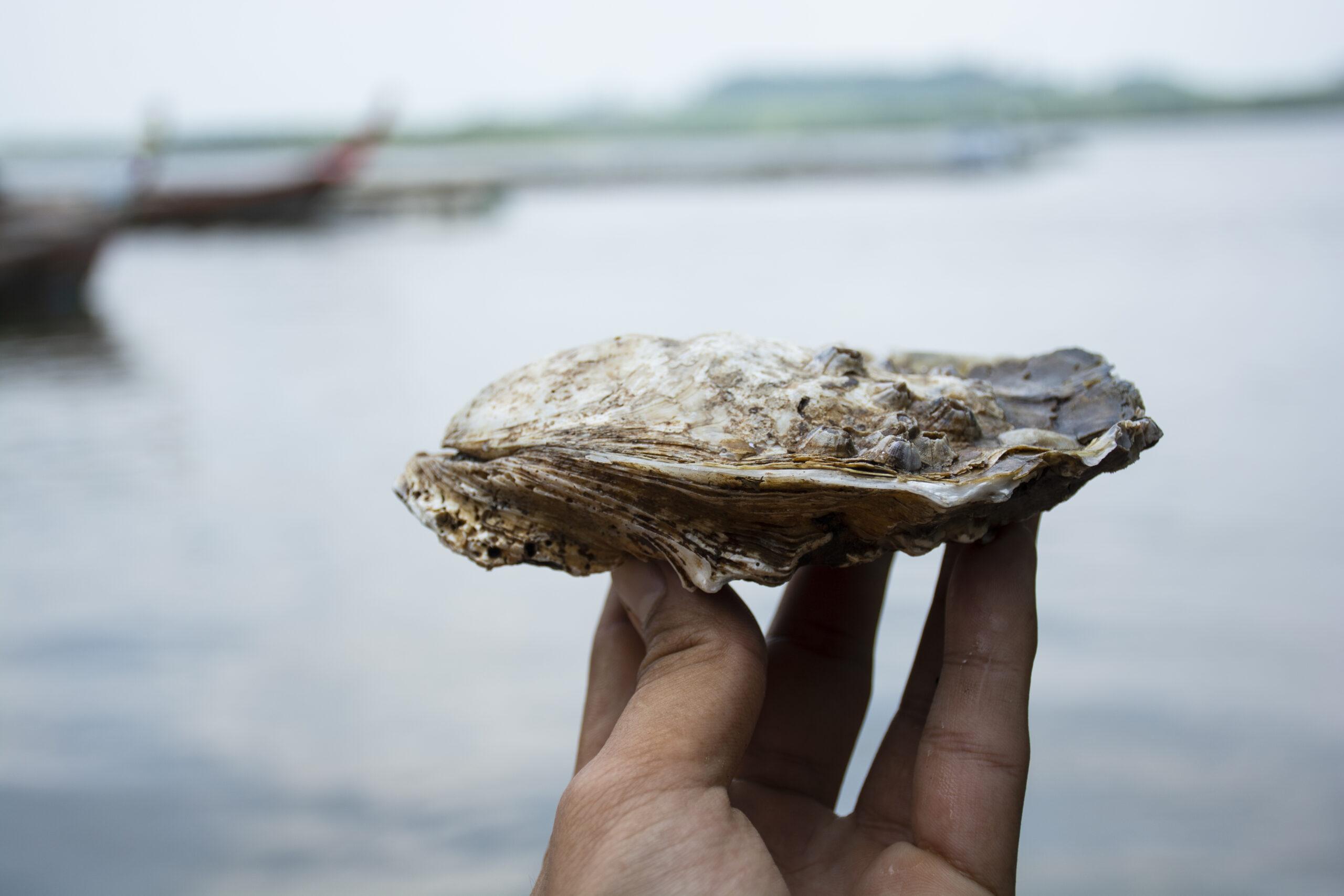 Holy Bivalves: Oysters the Right Way